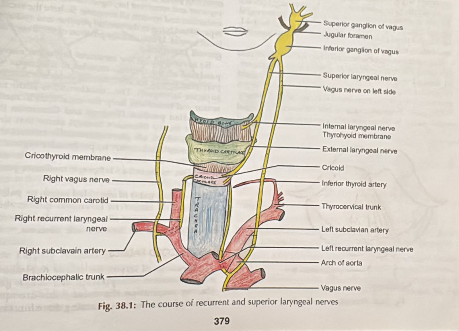 Course of the superior and recurrent laryngeal nerves; the right recurrent nerve loops under the right subclavian artery and the left under the aortic arch