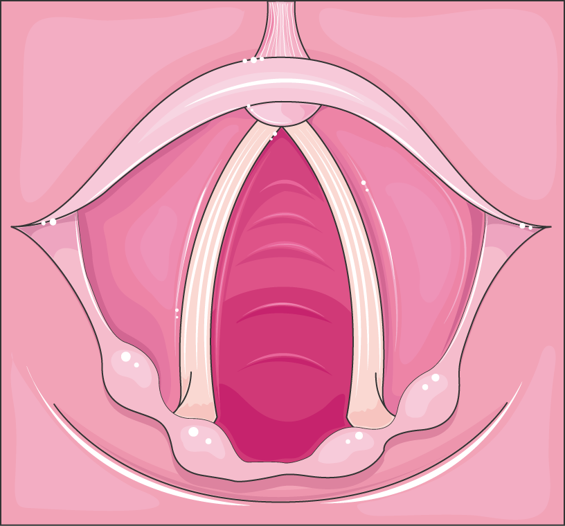 Laryngeal view of the vocal cords abducted at rest